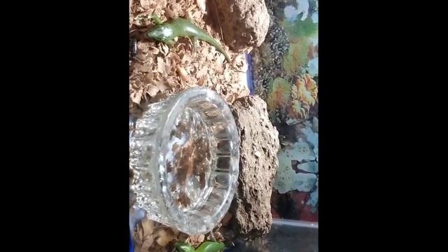 kadal hijau Jamrud ( lamprolepis smaragdina)