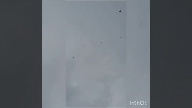 Голубедром 14.06.23г.