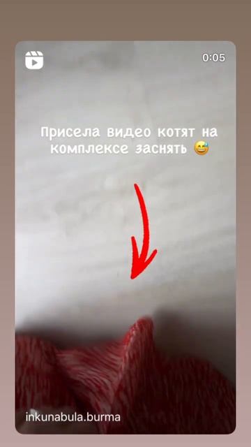 Ку-ку 😅 . Бурма. Бурманские котята .