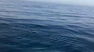 Encounter with Giant Whales ... In Labuan, Brunei