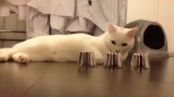 Самая умная кошка