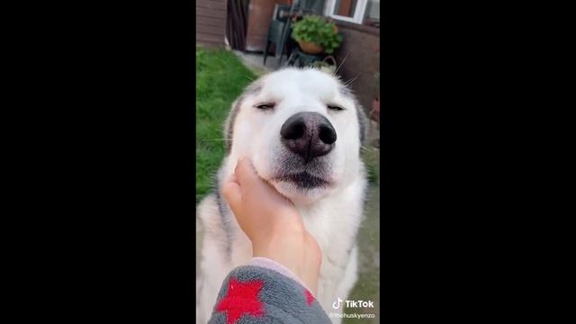 What I thought my dog would be like [TIkTok Compilation]