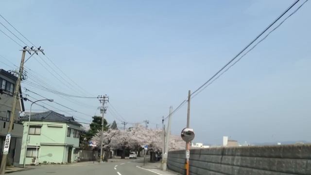 SAKURA Tunnel in Fukui city with Kumu Mark Keali'I's chants.