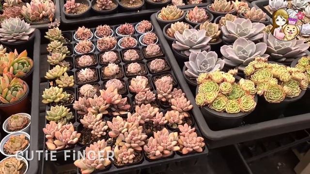 (Succulent City PH) Korean Succulents Farm Video - Spring April 2021