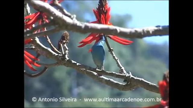 Blue Dacnis (Dacnis cayana) Serra do Japi SP BR 21 7 2007 Antonio Silveira