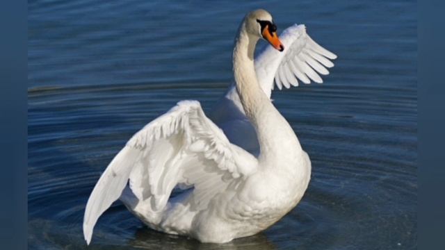 Картинки лебедя🦢