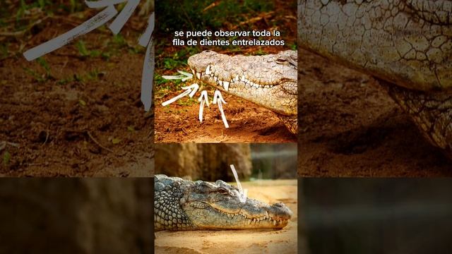 Cocodrilos, caimanes, gaviales o aligátores ¿Cómo DIFERENCIARLOS?
