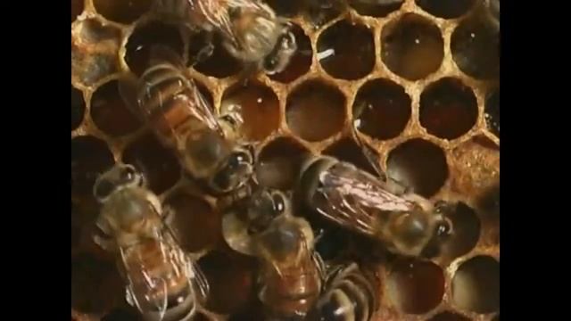 Herb Alpert & The Tijuana Brass - A Taste of Honey