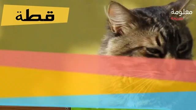 Животные, имена и звуки أصوات و اسماء حيوانات المزرعة