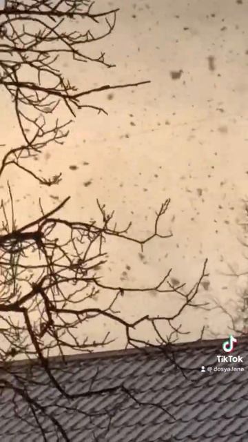 Я шепочу тобі.. #snow #snowfall