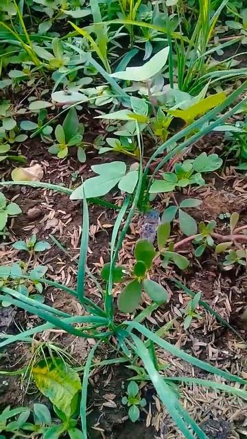 tanaman KUCA I seperti rumput teki