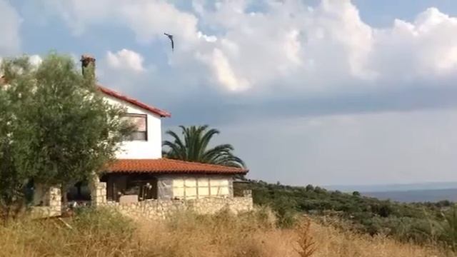 Zikaden zirpen