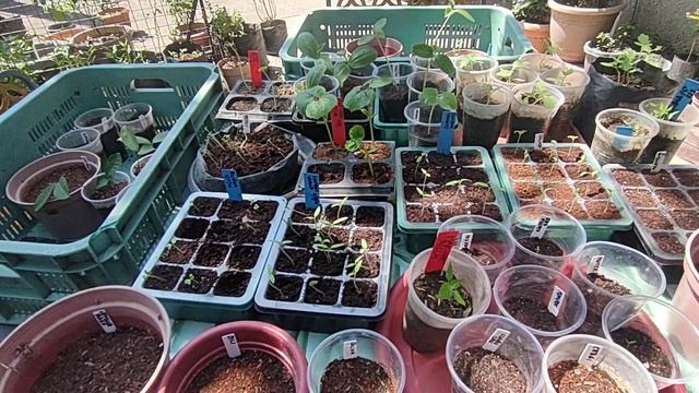 Unang mga Tanim para sa Tag-Araw (My First Batch of Seedlings for Summer)
