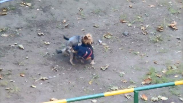 Богатыри