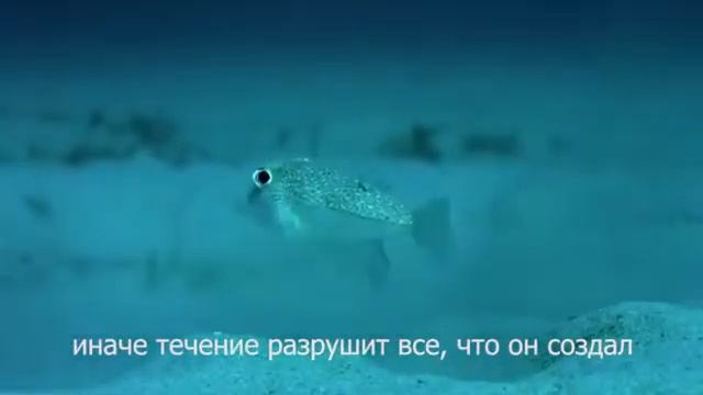Японский иглабрюх. Божественный разум!!