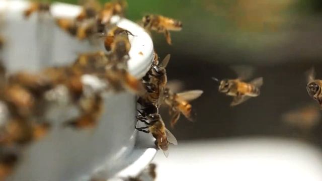 Bees on the Fly