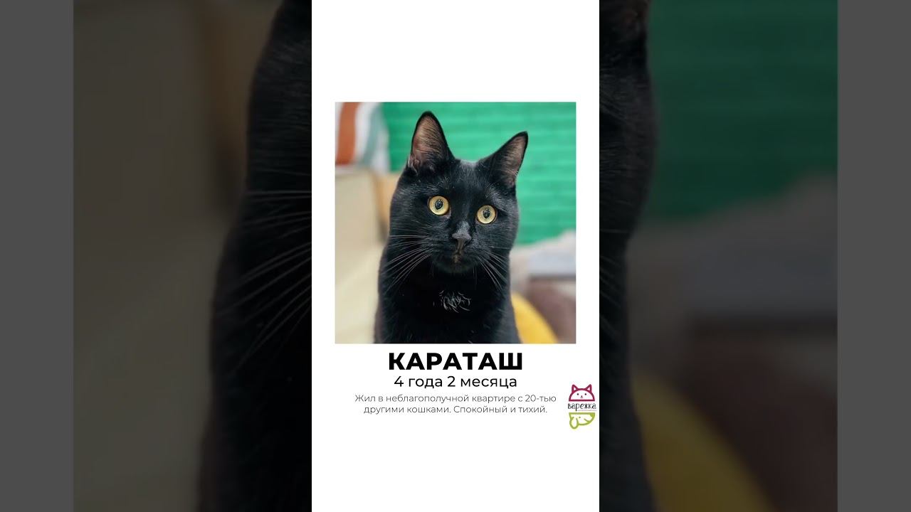 НОВОСИБИРСК! 12 апреля в СТЦ «Мега» бездомные кошки и собаки будут ждать свои семьи❤️
