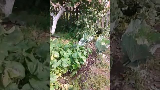 Живем в Сибири! Осень. Огород.Пора собирать урожай!