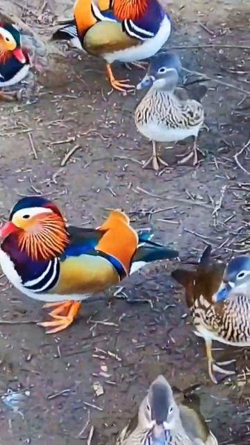 What Is The Type Of This Duck?