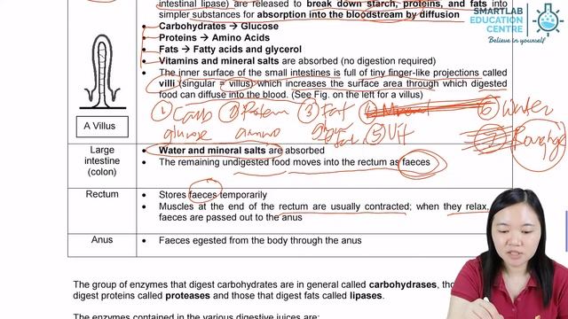 Human Digestive system: Rectum and Anus