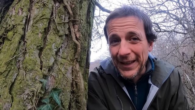 SECRETS D'ARBRES (5) LE PIN SYLVESTRE (No 336)