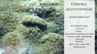 Лучшие рыбы для МАЛЕНЬКОГО МОРСКОГО аквариума