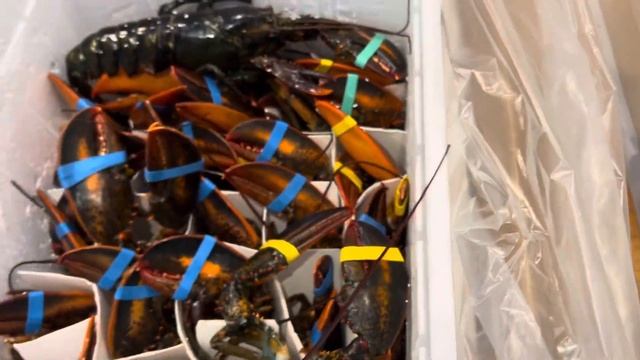 Lobster 207 Culls - 30LB Box