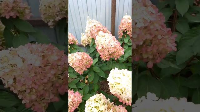 Гортензия Граффити//19.09.23