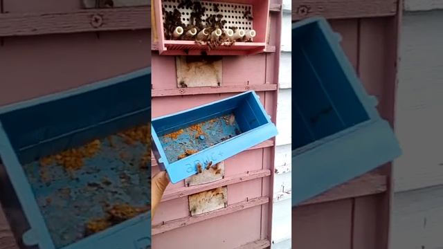Пчелы выкучиваются в павелионе