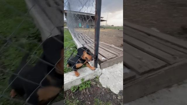 Такса так сильно хочет достать козлят  #животные #таксакозы