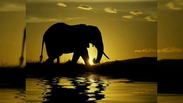 ENNA KALACHITAARAMA | ELEPHANT VS PIG | NO NEED TO PROVE WHO ARE YOU TO ALL