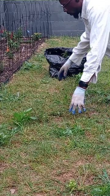 Fighting Prickly Lettuce #gardening #garden #gartenarbeit #weeding #fightingweeds #pricklylettuce