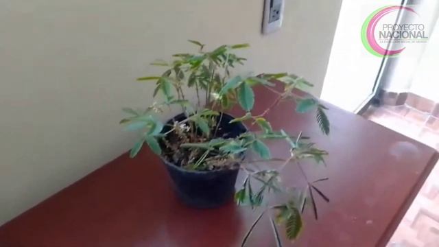 Cuidado de la planta Mimosa Sensitiva