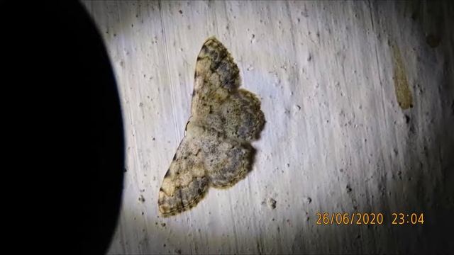 Scopula submutata, the Mediterranean lace border  Greece  by Theo Fotiadis