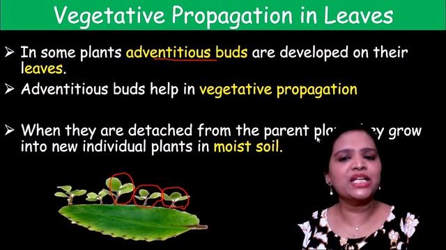 Roots & Leaf Modifications | Natural Vegetative Propagation in Plants (Part-2) NCERT Class 12