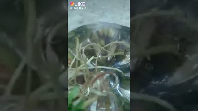 Фокус с одуванчиком