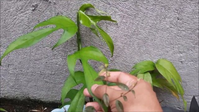 Tibatib Plant sa aming Tahanan (Epipremnum Pinnatum Propagation Update)