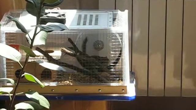 Бурундук осваивает колесо