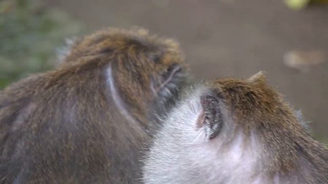 Pejantan [monyet besar] yang mengasuh anak monyet #Tuabangmonkey