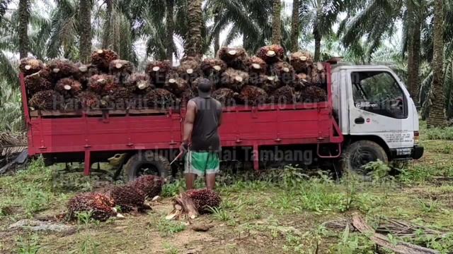 Informasi Harga Sawit Terbaru - Harga Sawit Hari Ini Part 235