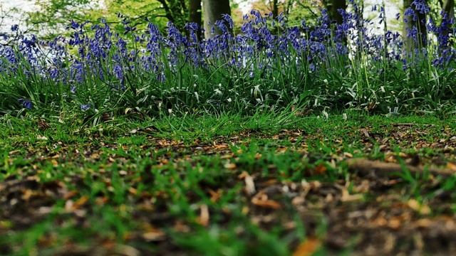 bluebells@VickiandMark