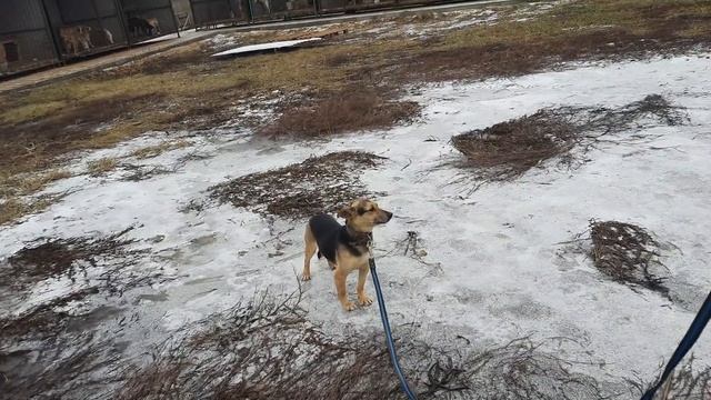 30.12.2022 г. Кинологи в приюте для бездомных животных "Лисёна".