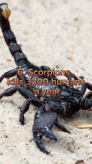 Top 10 most dangerous animals in the world #shorts  #world