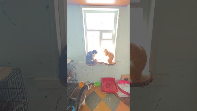 27 марта - день мартовских котов😺😸😹😾😻😼😽 #шансожители