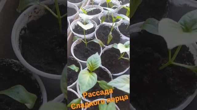 Рассада сладкого перца на 17.03.2022 г.