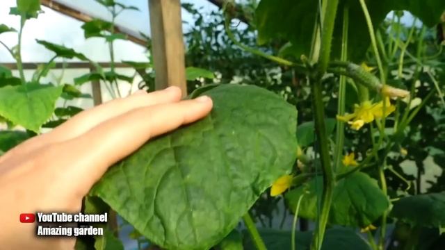 I SAVED MY CUCUMBER PLANTS WITH THIS MAGICAL PHARMACY REMEDY