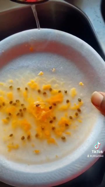 How to prep Papaya Seeds For Storage or Regrowing #papaya #gardening