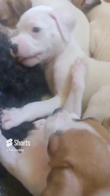 #perros #parati #dog #perroshermosos #doglover #puppy #fypシ #cachorros