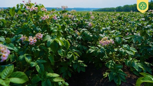 Отечественный сорт картофеля «Арго»