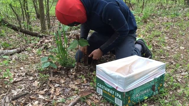 Deadpool Adventures - Little Sweet Betsy Collection (Trillium cuneatum)